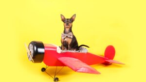 pet-relocation-service-india